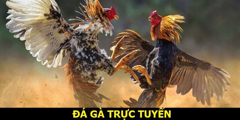 Đôi điều thú vị mà bạn cần biết về đá gà trực tuyến